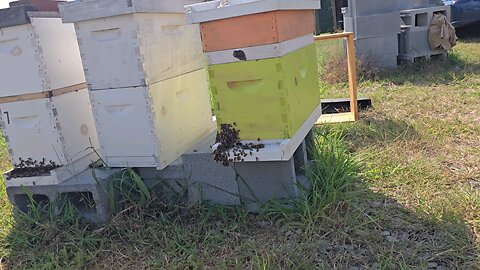 Bee change out