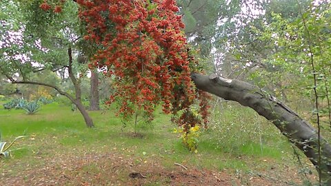 Markham Nature Area