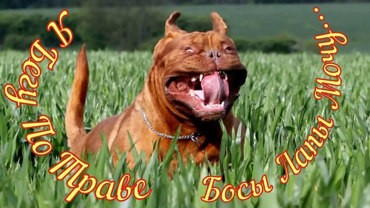 Смешные Собаки 2 Funny Dogs