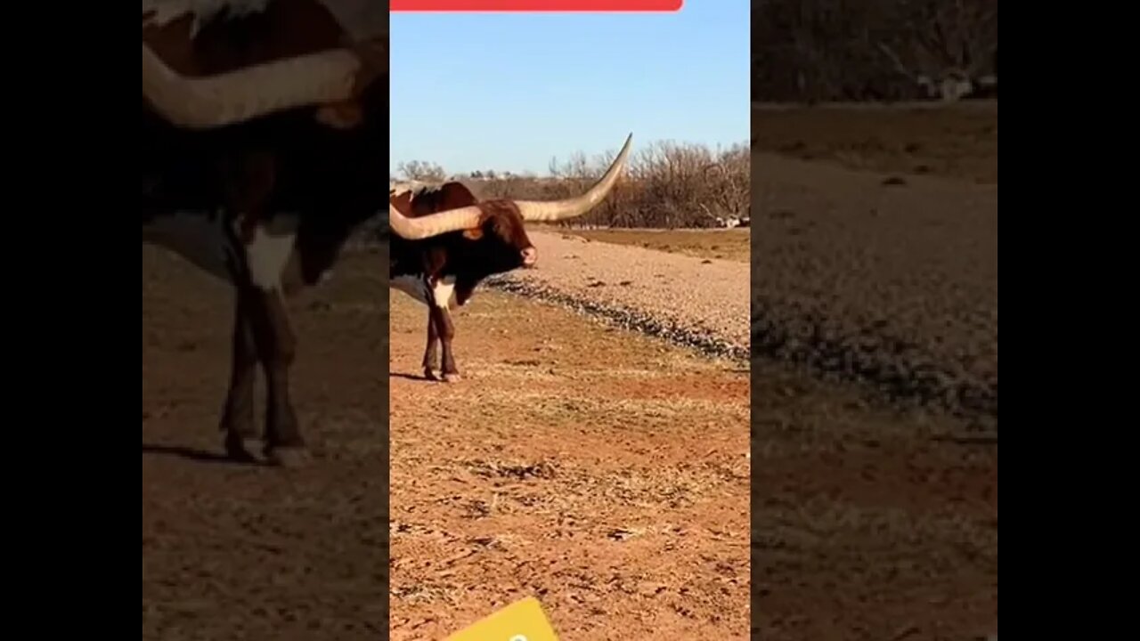 Grand horn unbelievable 😳😳😳