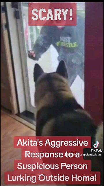 Akita confronts simulated intruder!