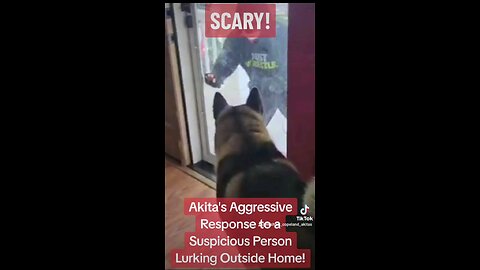 Akita confronts simulated intruder!