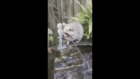 Funny cute animals video😂😂/Funny/funny/Cute/cute/animals/animal/