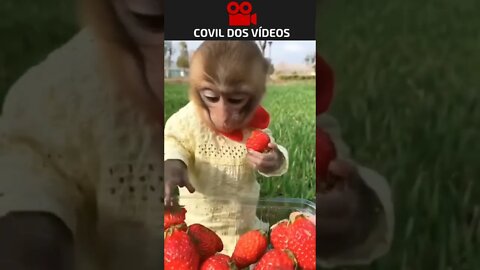 macaquinho comendo morango