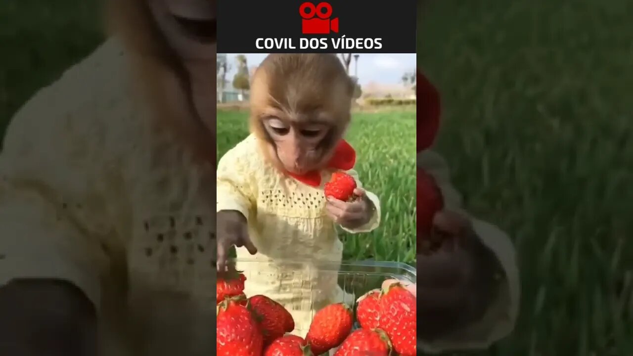 macaquinho comendo morango