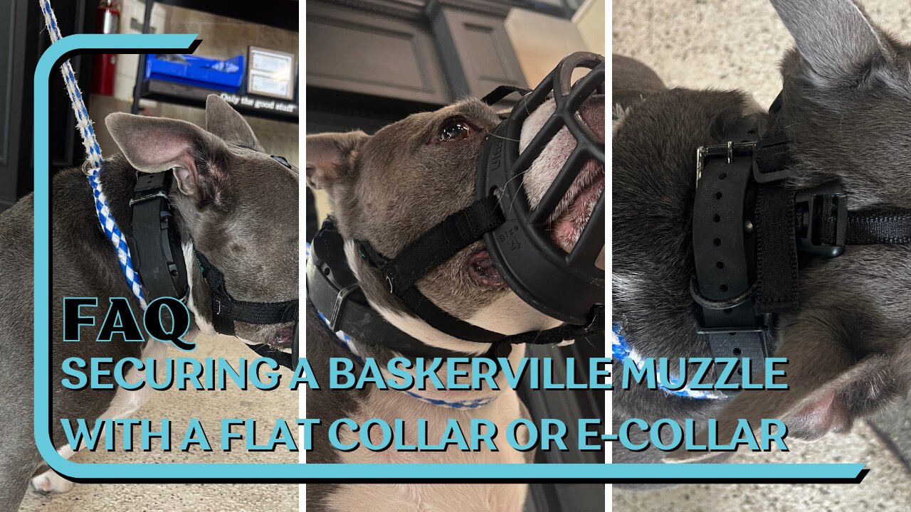 How To Size And Secure A Baskerville Muzzle With Flat Collar Or E-Collar Starring Doug The Pit Bull