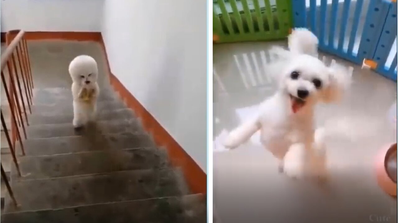 Funny DOG Video 🐶