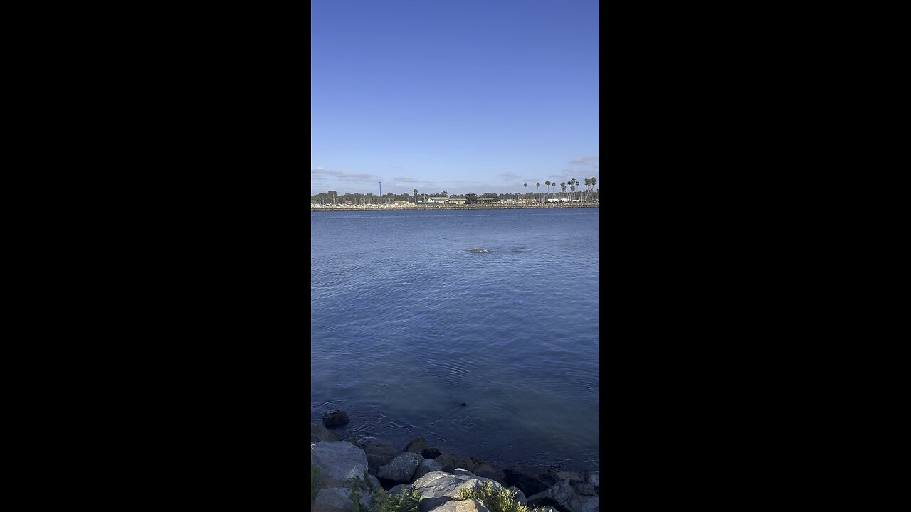 Gray whale spotted in San Diego!