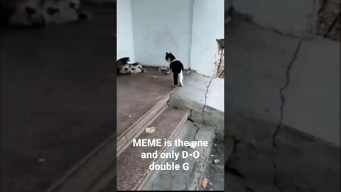 MEME is the one and only D-O double G #shorts #trending #prank