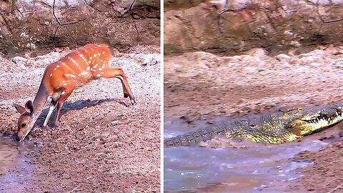 The incredible reflexes of this deer