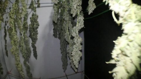 TwoTentsHD And Veg Grow Room Plus AC Infinity Controller And Remote Drivers Locations