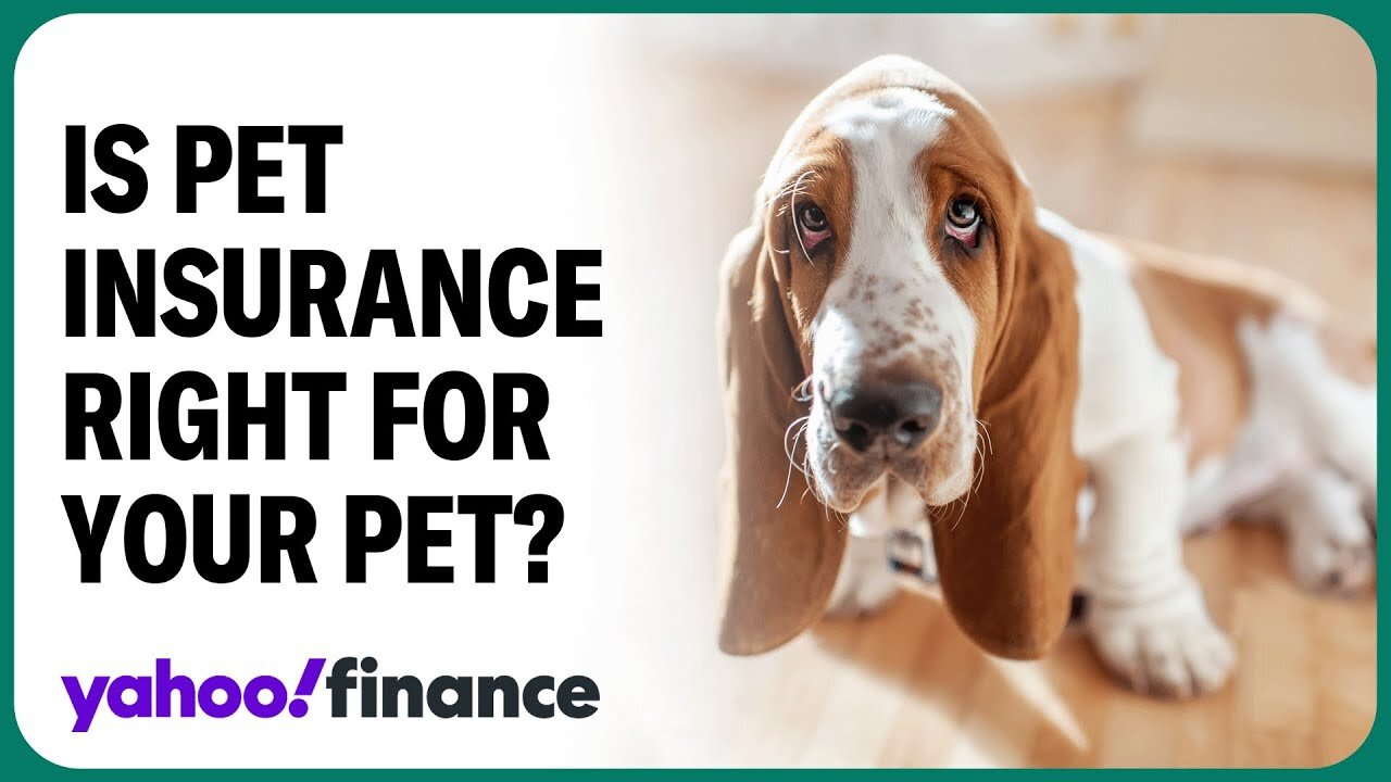 How insuring a pet may save money in the long run: Spot Pet CEO| RN ✅