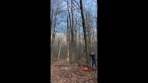 Cutting Down Trees!