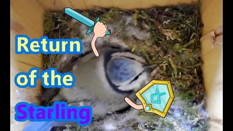 Violent Starling Attack on Blue Tit Nest