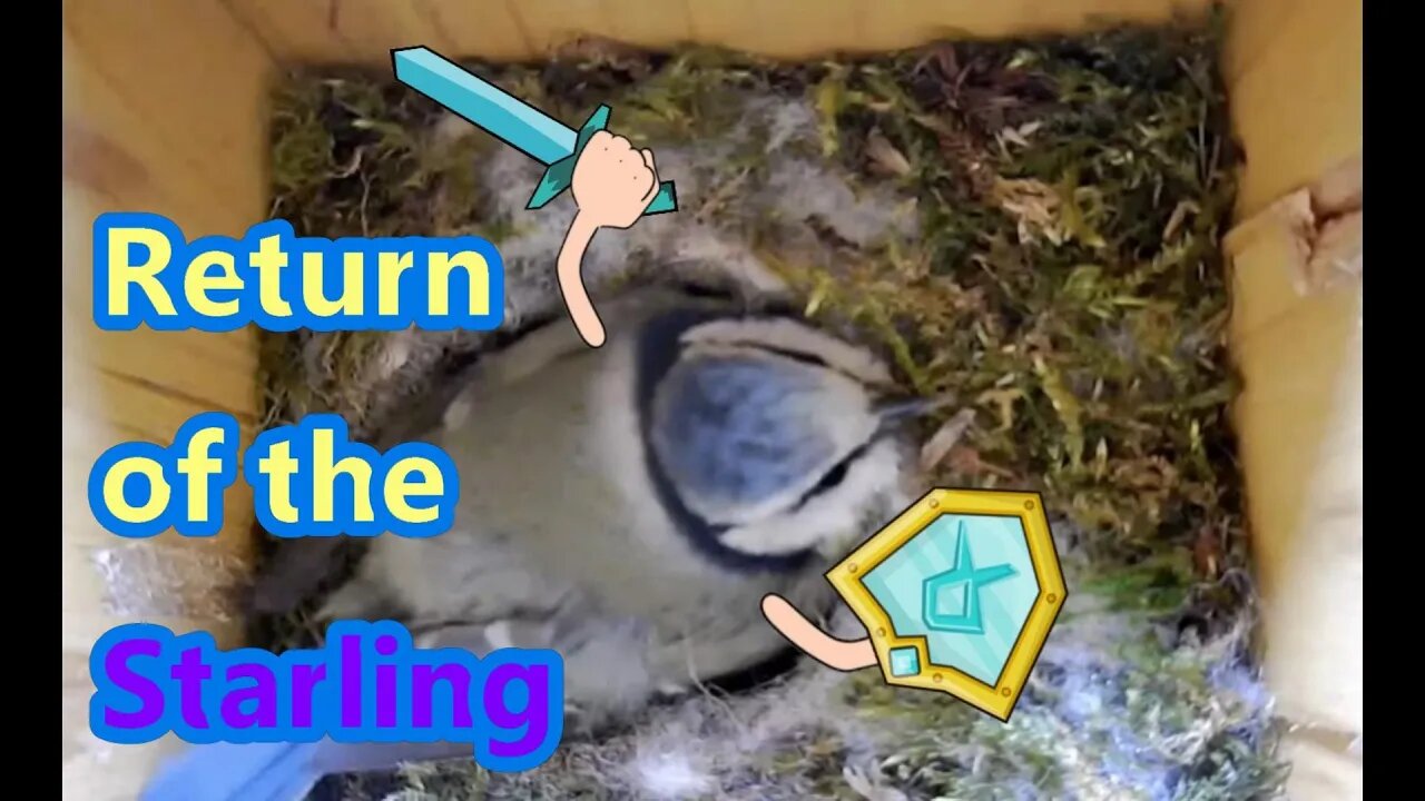 Violent Starling Attack on Blue Tit Nest