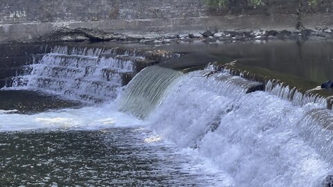Salmon run Humber River 2022 edition 43
