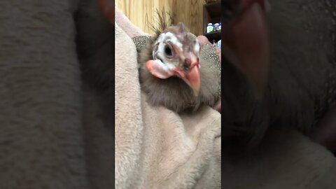 Matilda the disabled guinea fowl enjoying a cuddle