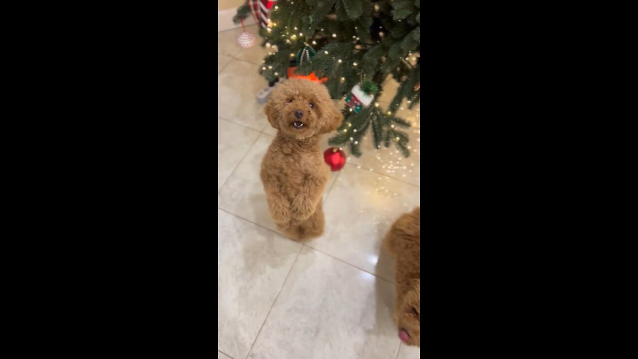 Cute Dog Dancing to Jingle Bells