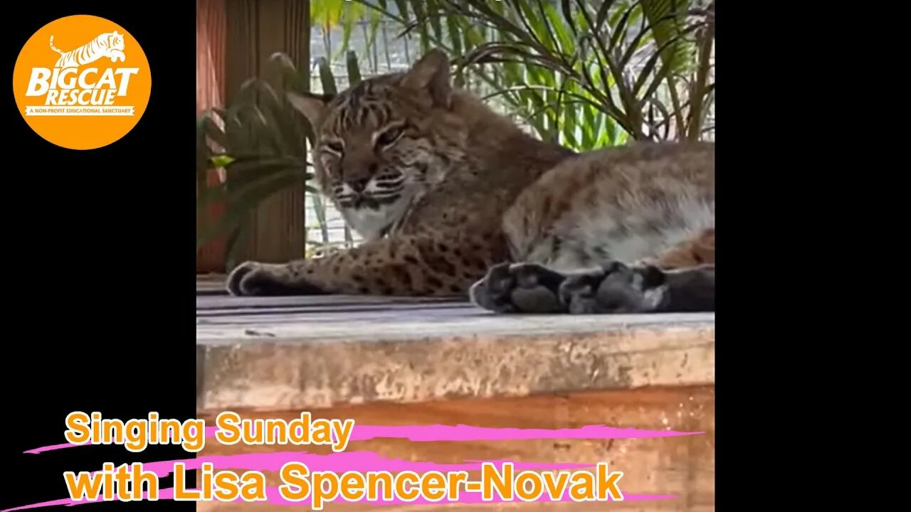 It’s Singing Sunday with Lisa Spencer-Novak and Carole Baskin at BigCatRescue.org 04 23 2023