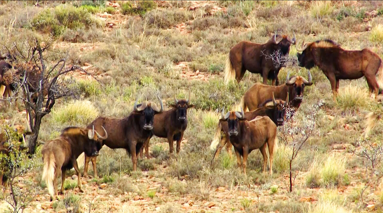 Bowhunting the White-tailed Gnu