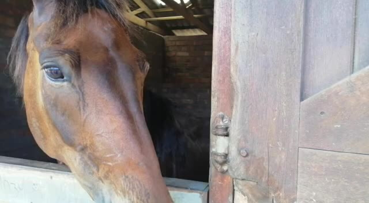 SOUTH AFRICA - Cape Town - SAPS Mounted Unit (Video) (R9B)