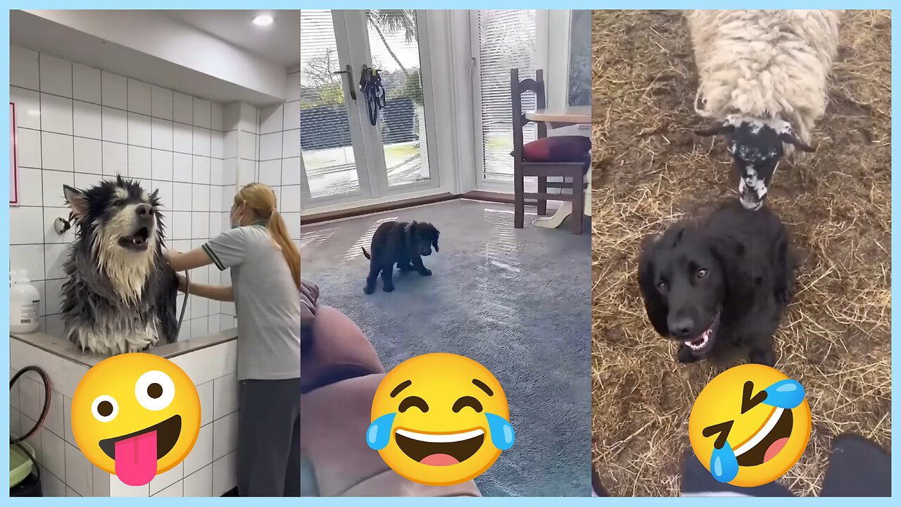 Funny Dogs 🐶🐶 #viral #funny