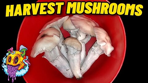 How To Harvest & Dry Mushrooms