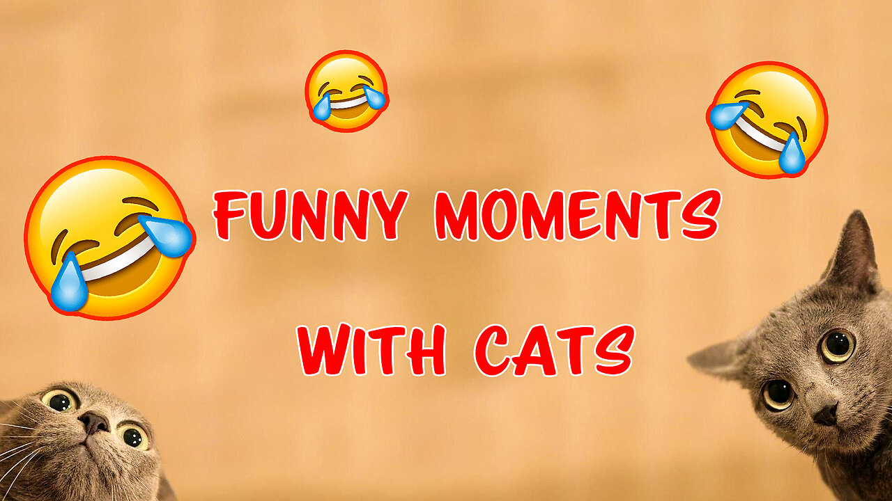 funny moments with cats