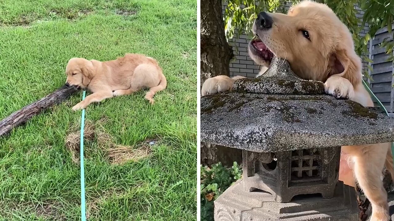 Adorable Puppy Puts Everything In His Mouth