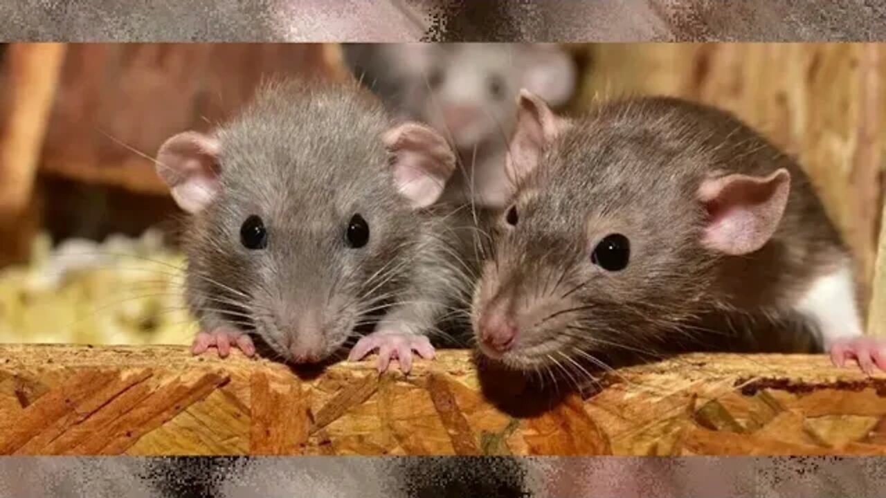 What's The Difference Between A Mouse And A Rat? 😎