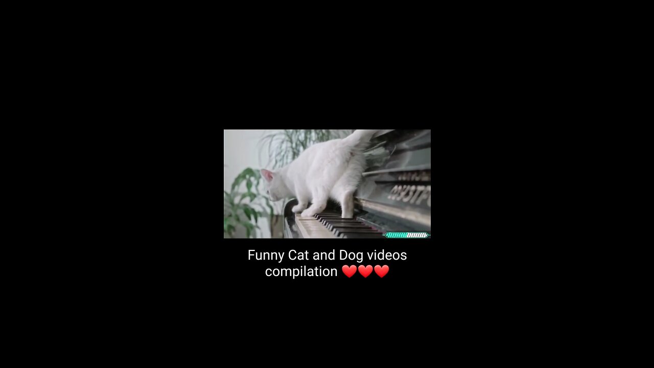 Funny cat and dog entertainment