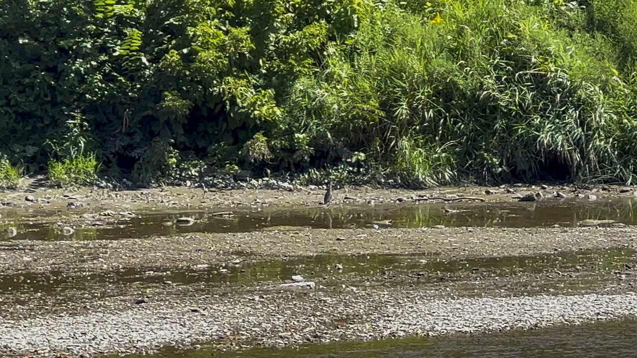 Brown Heron? Juvenile?