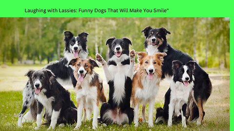 Laughing with Lassies: Funny Dogs That Will Make You Smile