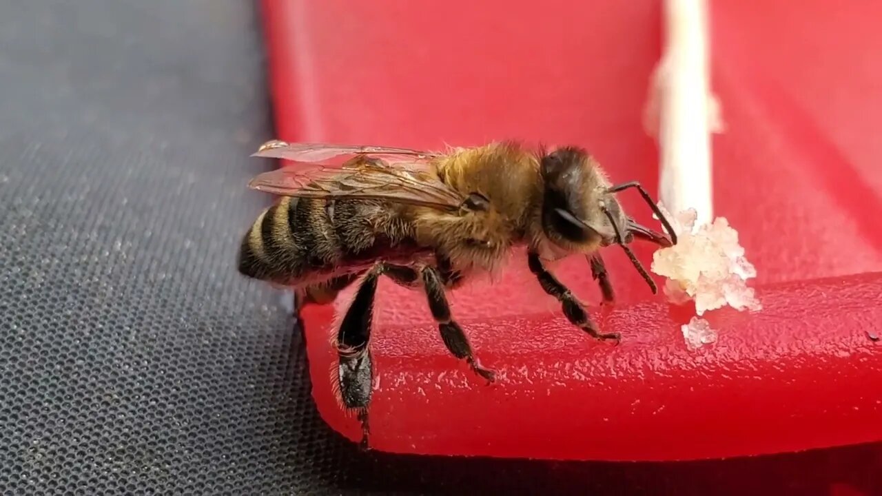 This bee was having a bad day, so I offered it some honey
