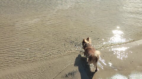 Dog Swimming