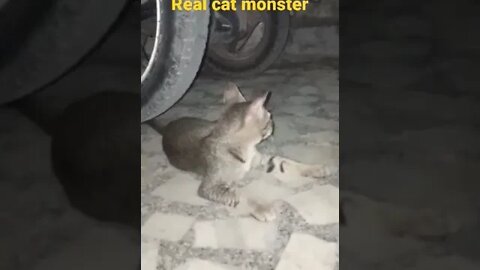 Real cat monster #shorts #bhoot #monster