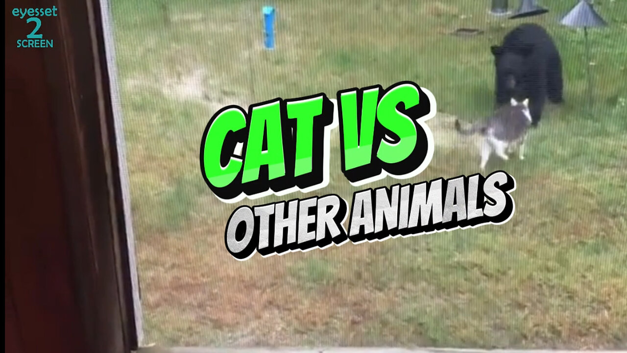 Cats VS Other Animals