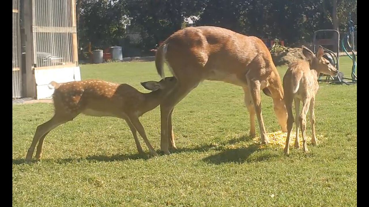 Whitetail Doe and Nursing Fawn