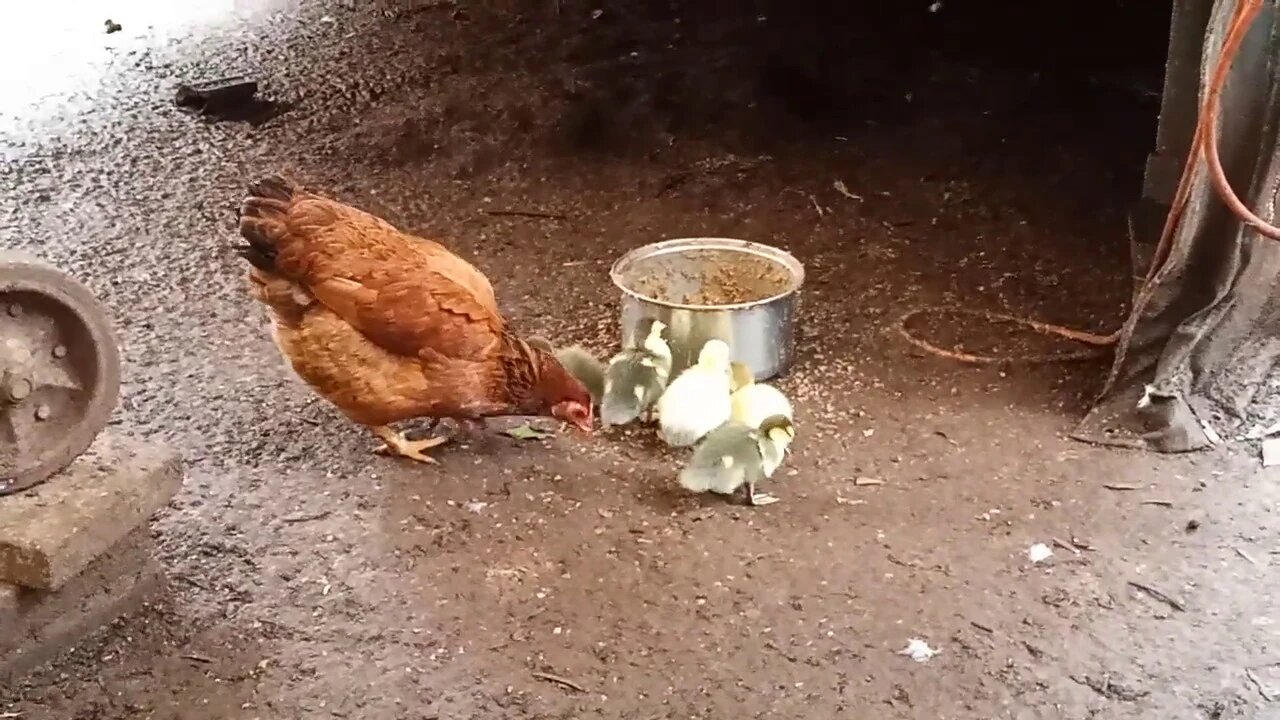 Bantam Hen, has hatched 5 Muscovy Ducklings ( Video 1 )