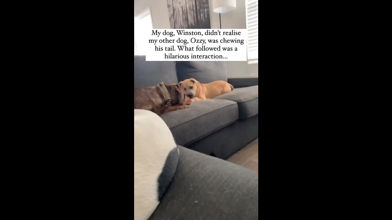 The way Ozzy tries to act innocent ðŸ˜