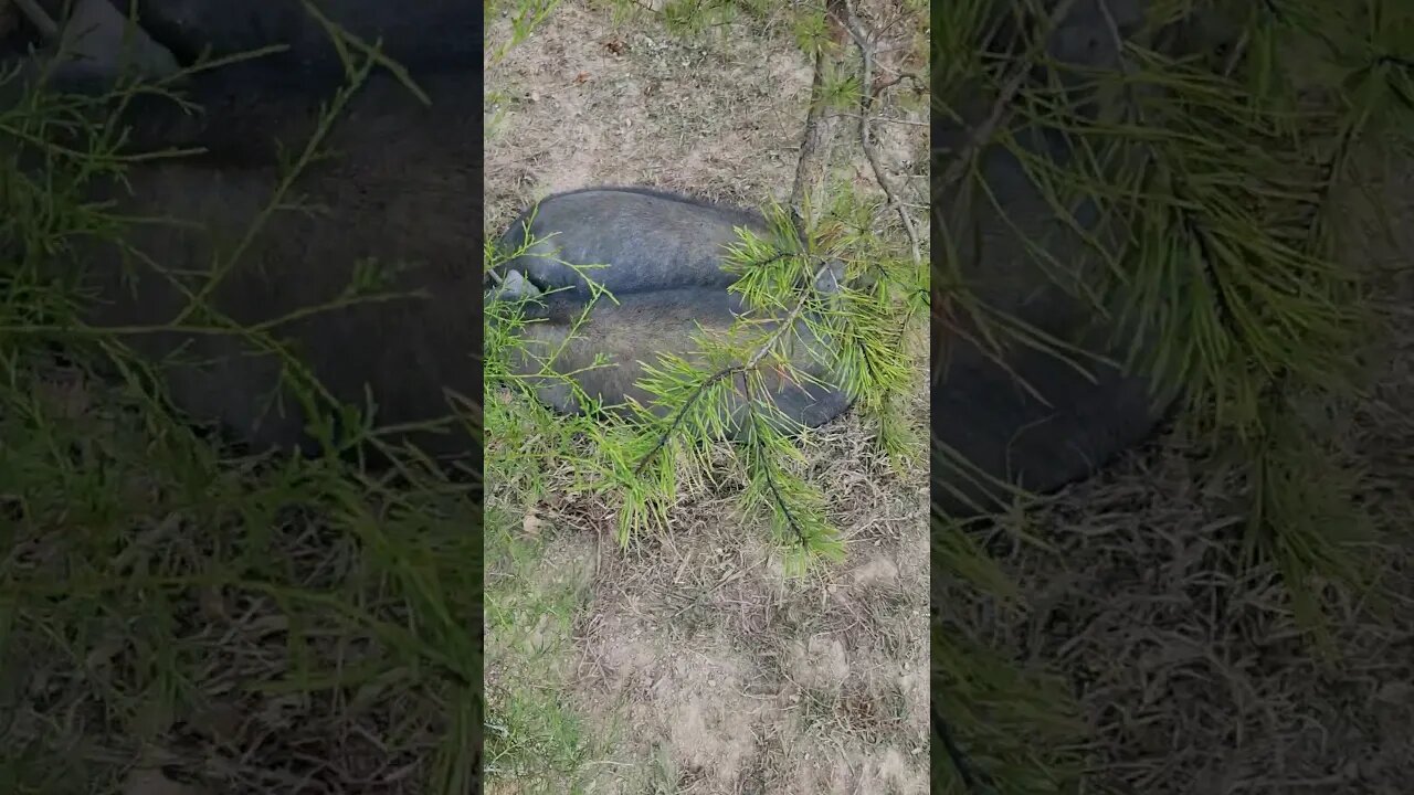Mishan pigs sleeping #homesteading #Mishan