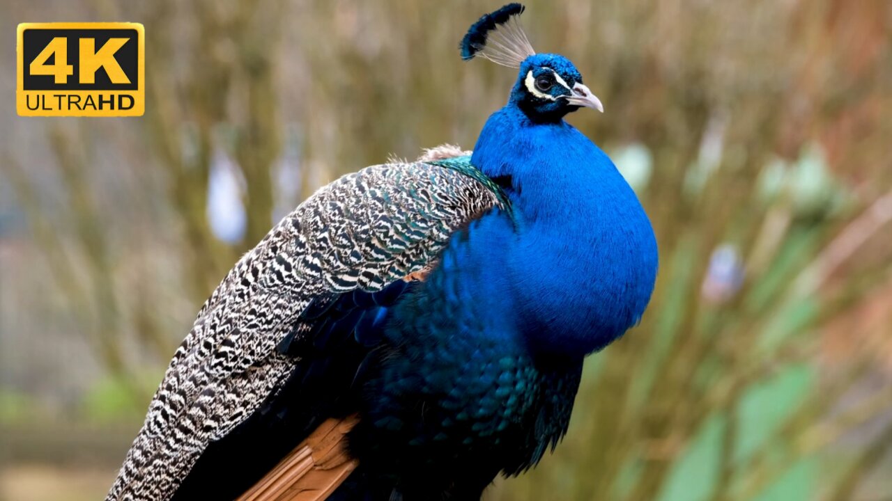 Beautiful Peacock Birds | Cute Bird 4k ultra video