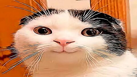 Funny Animal Videos 2023 And Dogs Video - Funniest Cats