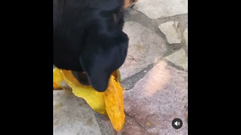 Dog loves Mango