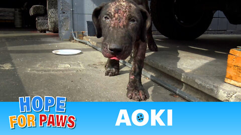 Sick puppy neglected and then abandoned to fend for himself 😰
