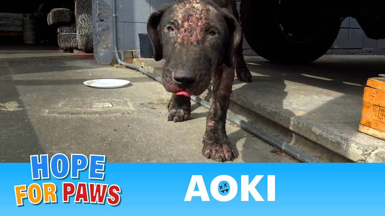 Sick puppy neglected and then abandoned to fend for himself 😰