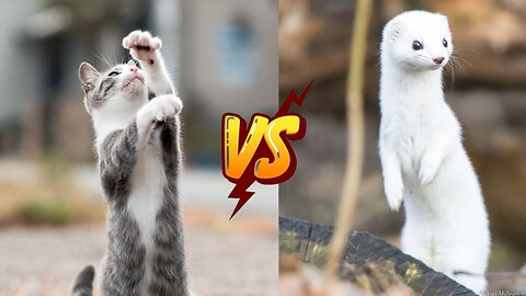 Stoat vs Cat