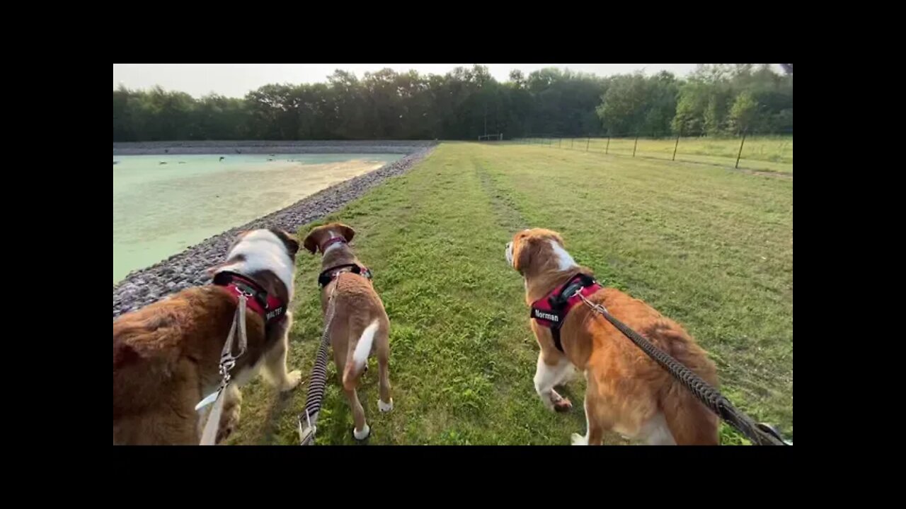 Dog walk- geese