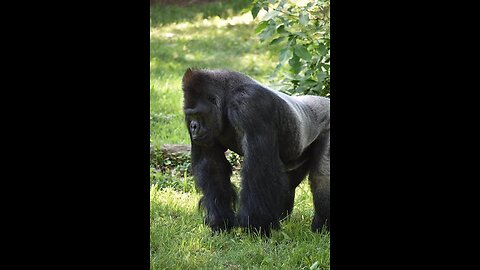 Gorilla Funny,Funny Gorilla,