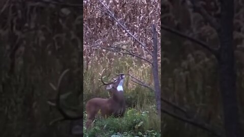 The truth about mock scrapes #shorts #deer #deerhunting